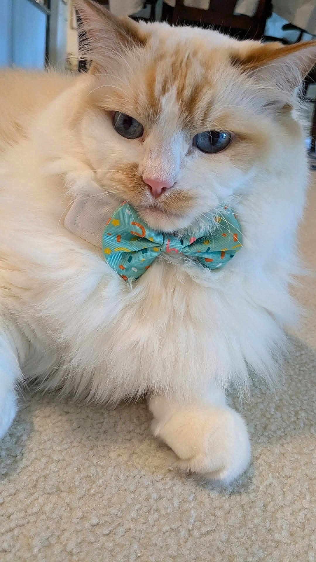 Joshua is registered to the contest to win money with this photo: cat, fluffy, blue_eyes, bow_tie, carpet, close_up, indoor, pet, cute, relaxed, white_fur, cream_fur, animal, mammal, feline, portrait, domestic_cat, whiskers, paw, decorative_accessory