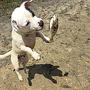 Lincoln joined the competition — help win amazing prizes! active, animal, catch, curious, dog, excited, fish, fishing_hook, grass, jumping, mud, muddy_ground, nature, outdoor, pet, playful, shadow, summer, water_edge, white_dog