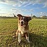 Max is registered to the contest to win money with this photo: dog, puppy, border_collie, sitting, smiling, outdoor, grass, field, park, blue_sky, clouds, sunlight, fluffy, brown_and_white, long_hair, happy, portrait, pet, fence, countryside
