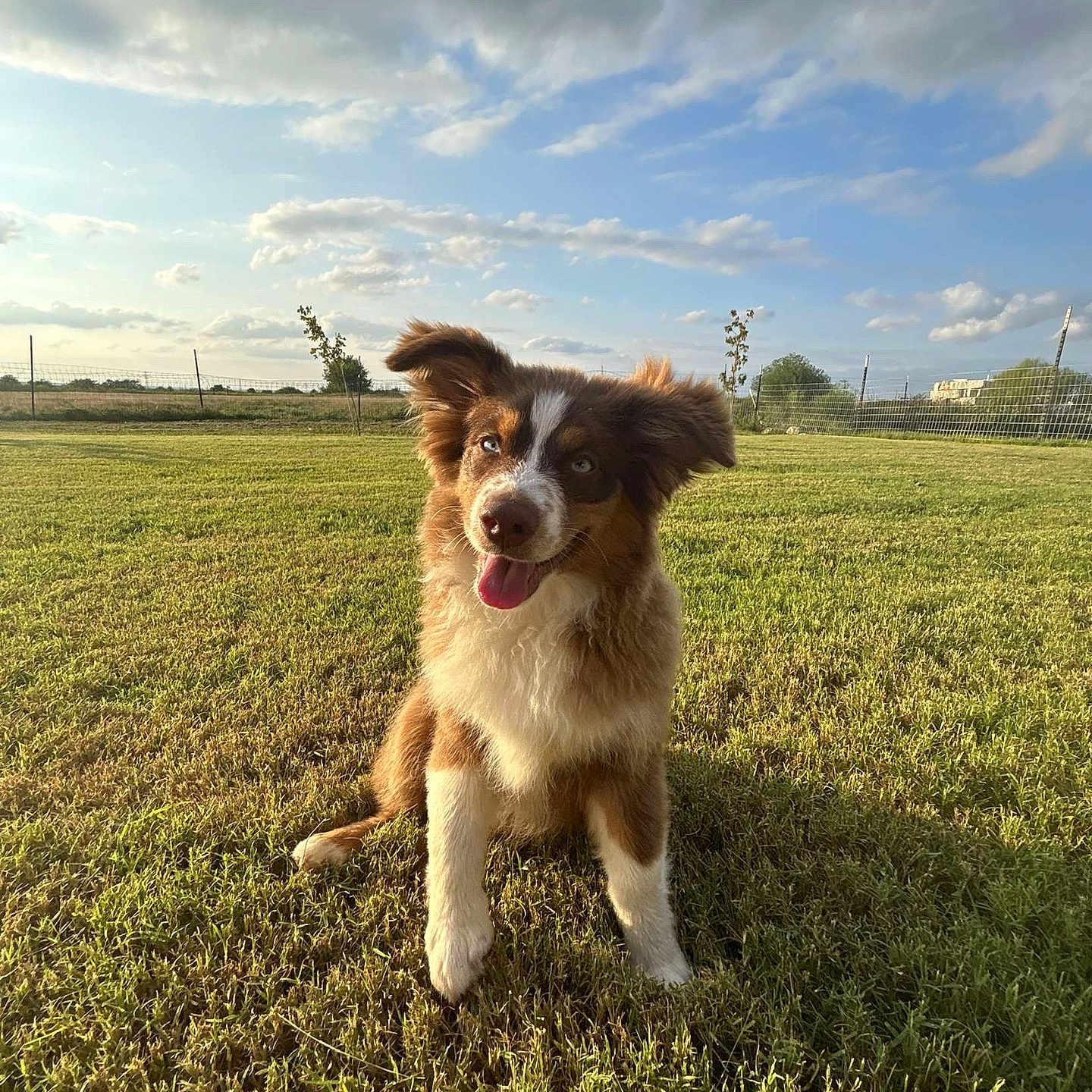 Max is registered to the contest to win money with this photo: dog, puppy, border_collie, sitting, smiling, outdoor, grass, field, park, blue_sky, clouds, sunlight, fluffy, brown_and_white, long_hair, happy, portrait, pet, fence, countryside