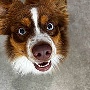 Max is registered to the contest to win money with this photo: dog, puppy, brown_and_white, blue_eyes, fluffy, close_up, portrait, happy, smiling, open_mouth, pink_nose, white_markings, long_fur, pointed_ears, whiskers, pet, animal, indoor, carpet, adorable
