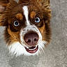 dog, puppy, brown_and_white, blue_eyes, fluffy, close_up, portrait, happy, smiling, open_mouth, pink_nose, white_markings, long_fur, pointed_ears, whiskers, pet, animal, indoor, carpet, adorable