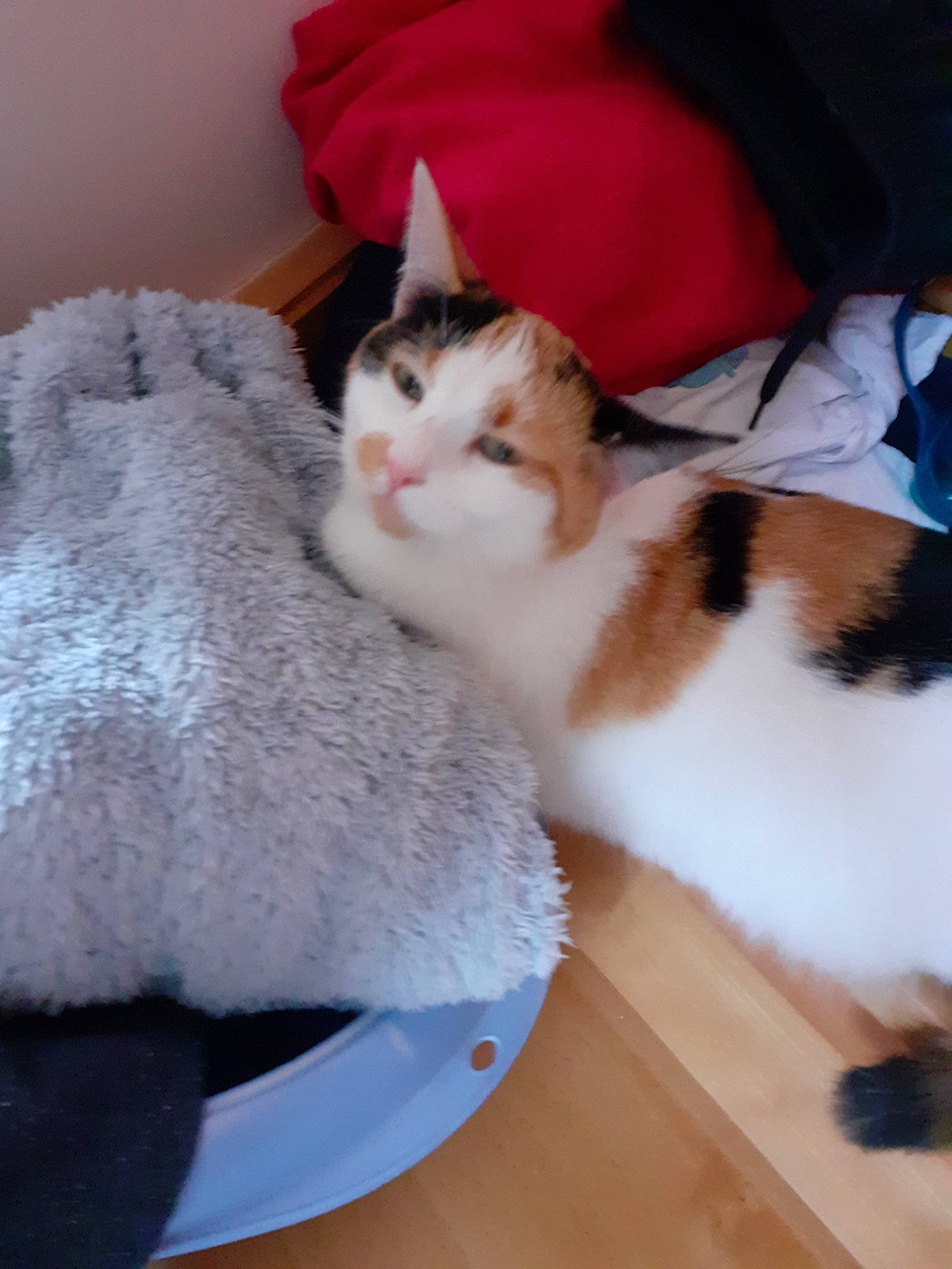 Orka a rejoint le concours — aidez-le/la à gagner de superbes lots ! aegean_cat, american_wirehair, carnivore, cat, domestic_short_haired_cat, european_shorthair, fawn, felidae, fur, japanese_bobtail, kitten, polydactyl_cat, small_to_medium_sized_cats, tail, turkish_van, whiskers