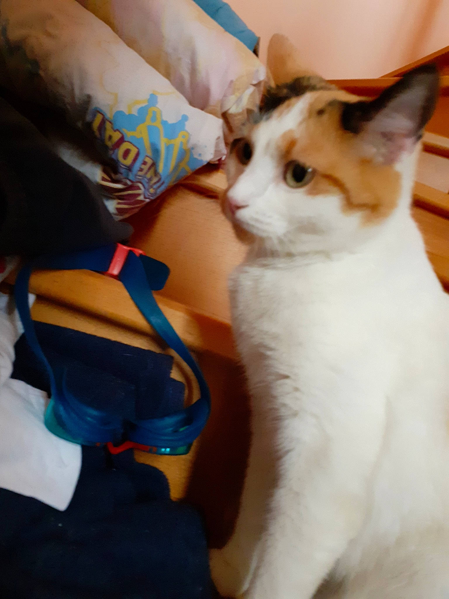 Orka a rejoint le concours — aidez-le/la à gagner de superbes lots ! aegean_cat, american_wirehair, asian, carnivore, cat, colorpoint_shorthair, domestic_short_haired_cat, fawn, felidae, japanese_bobtail, kitten, mammal, ojos_azules, paw, ragdoll, small_to_medium_sized_cats, turkish_van, whiskers