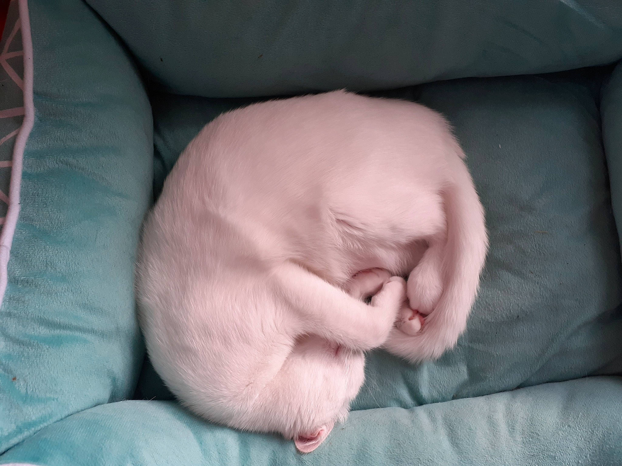 Papouille participe au concours pour gagner de l'argent avec cette photo : baby, canidae, child, fawn, finger, hand, nap, skin, sporting_group