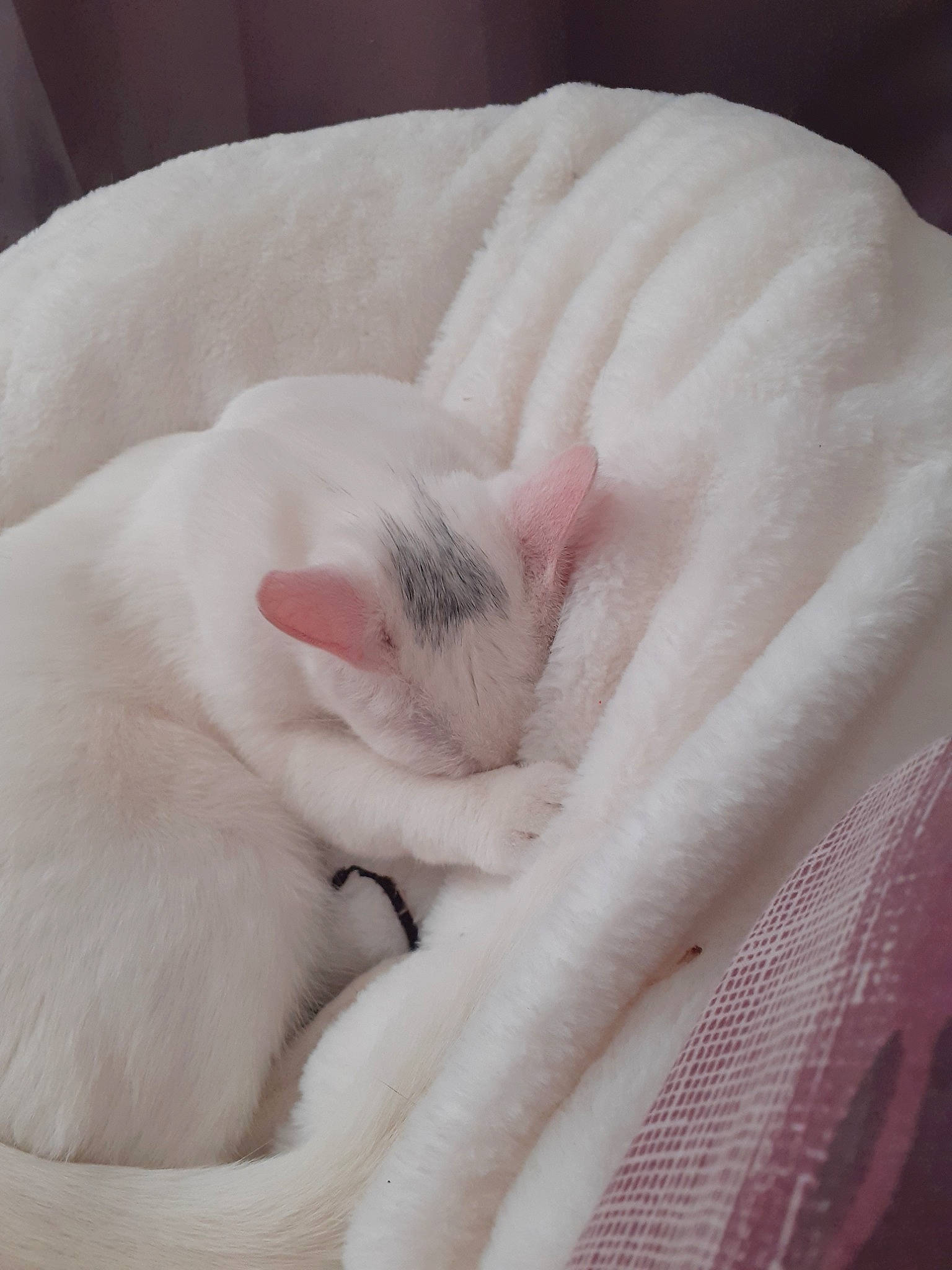 Papouille a rejoint le concours — aidez-le/la à gagner de superbes lots ! burmilla, carnivore, cat, colorpoint_shorthair, fawn, felidae, fur, khao_manee, kitten, nap, sleep, small_to_medium_sized_cats, tail, turkish_angora, whiskers, white