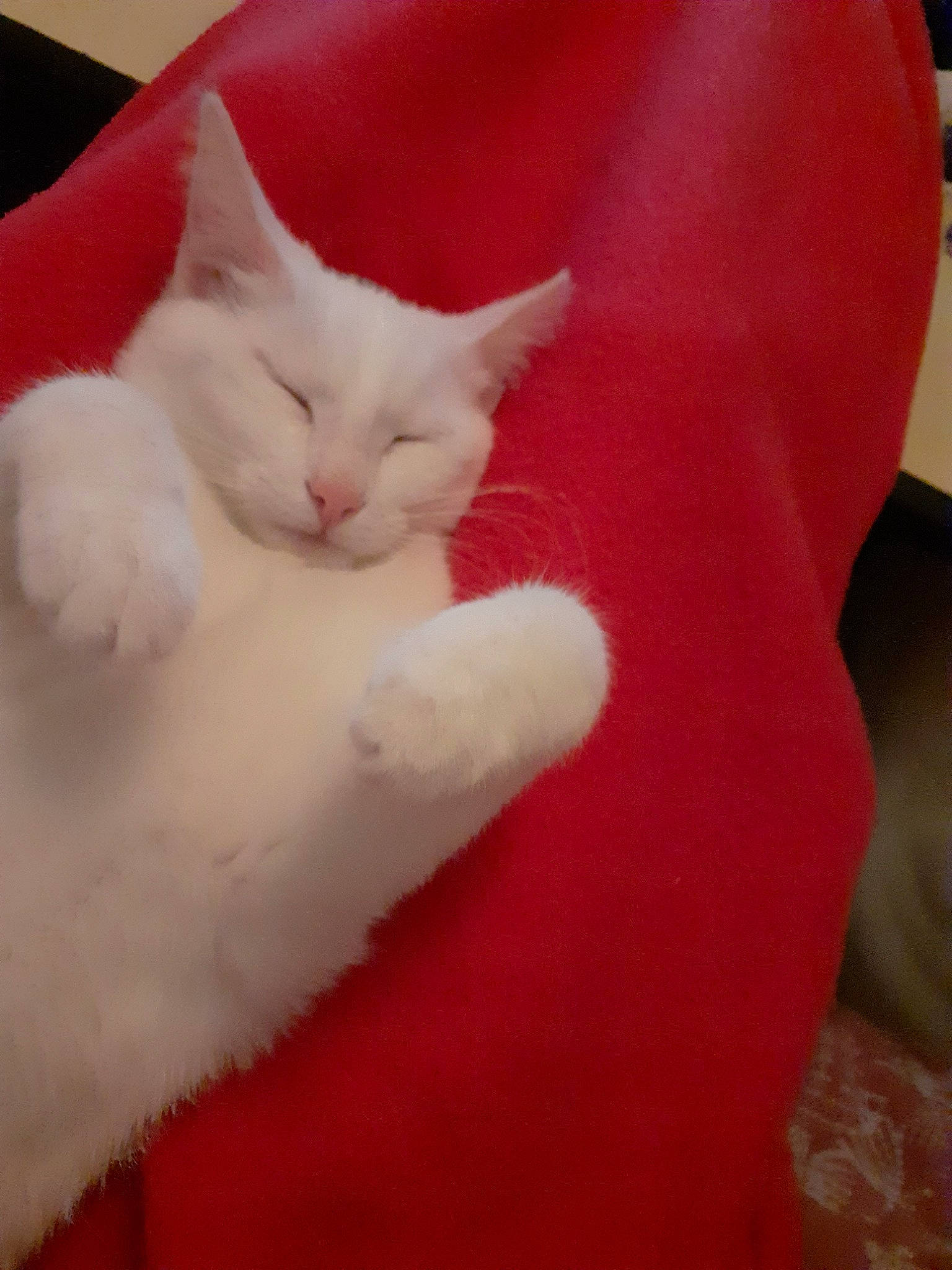 Papouille participe au concours pour gagner de l'argent avec cette photo : asian, burmilla, carnivore, cat, colorpoint_shorthair, felidae, fur, khao_manee, kitten, mammal, polydactyl_cat, red, small_to_medium_sized_cats, tail, turkish_angora, turkish_van, whiskers