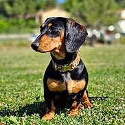 Vénus participe au concours pour gagner de l'argent avec cette photo : dachshund, dog, pet, animal, grass, outdoor, collar, leopard_print, black_and_tan, sitting, canine, nature, sunlight, blurred_background, summer, portrait, cute, small_dog, ears, snout