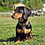 dachshund, dog, pet, animal, grass, outdoor, collar, leopard_print, black_and_tan, sitting, canine, nature, sunlight, blurred_background, summer, portrait, cute, small_dog, ears, snout