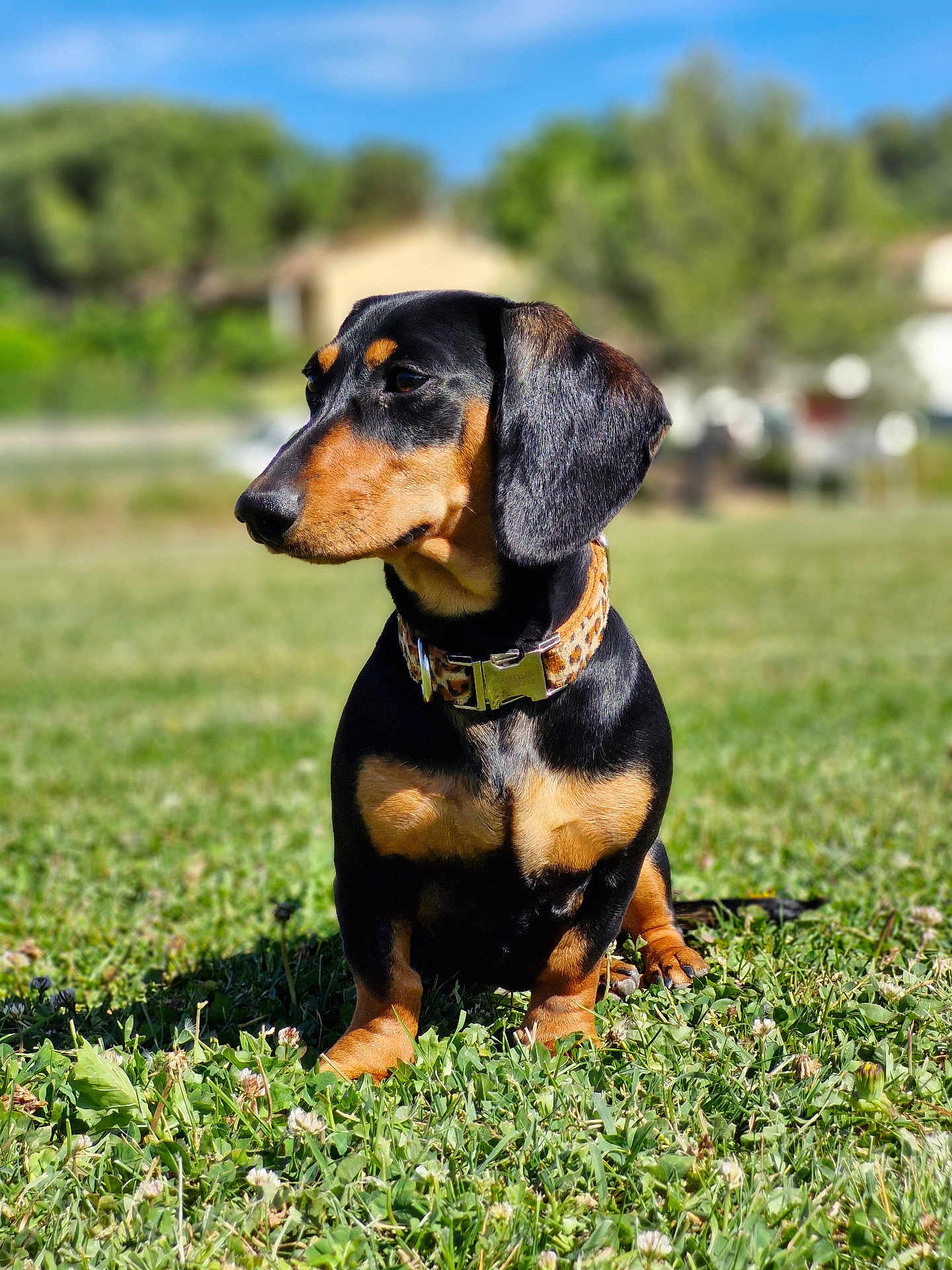 Vénus participe au concours pour gagner de l'argent avec cette photo : dachshund, dog, pet, animal, grass, outdoor, collar, leopard_print, black_and_tan, sitting, canine, nature, sunlight, blurred_background, summer, portrait, cute, small_dog, ears, snout