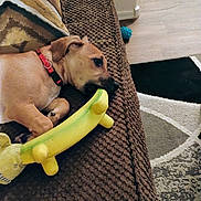 Bowie is registered to the contest to win money with this photo: banana_toy, brown_couch, brown_dog, chewing, collar, couch, cozy, dog, floor, home, indoor, patterned_pillow, patterned_rug, pet, pillow, playful, relaxed, rug, toy, wooden_floor
