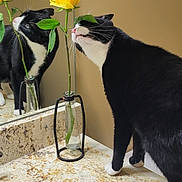 Percy joined the competition — help win amazing prizes! animal, bathroom, black_and_white, cat, close_up, countertop, curious, domestic, flower, green_leaves, indoor, mirror, pet, plant, reflection, rose, sink, vase, whiskers, yellow_flower