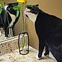 animal, bathroom, black_and_white, cat, close_up, countertop, curious, domestic, flower, green_leaves, indoor, mirror, pet, plant, reflection, rose, sink, vase, whiskers, yellow_flower