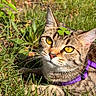 cat, tabby, grass, outdoor, animal, pet, four_leaf_clover, purple_harness, whiskers, sunlight, nature, close_up, feline, eyes, ears, relaxed, cute, mammal, greenery, playful