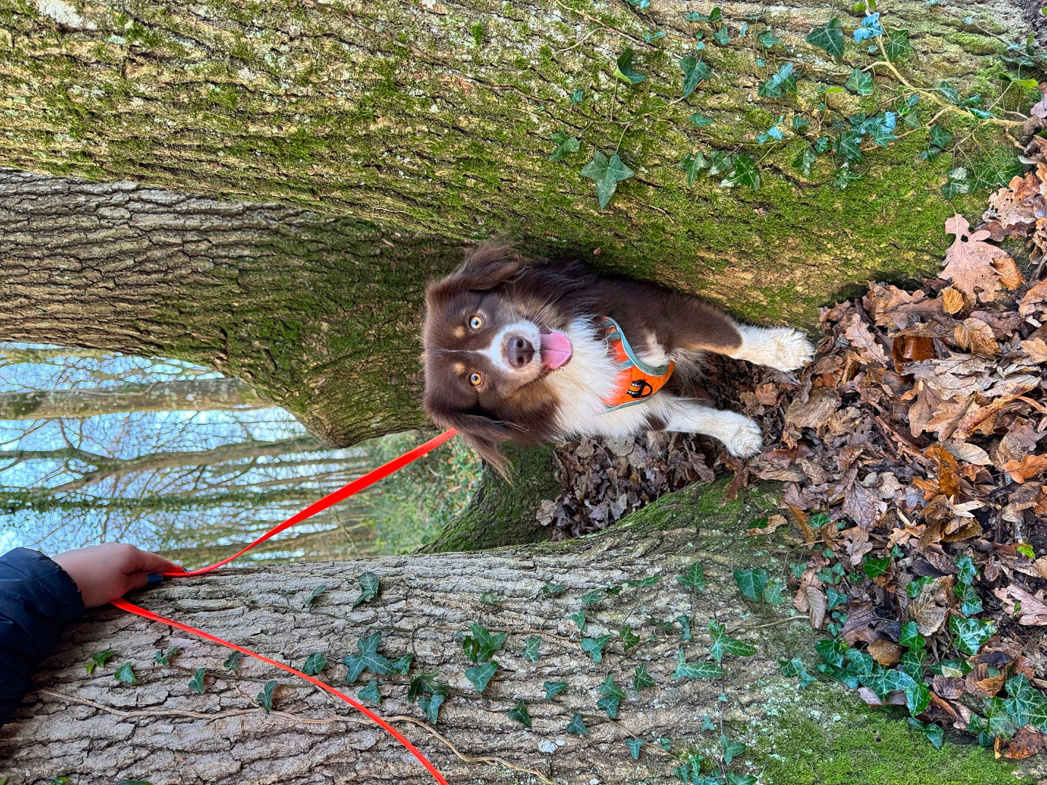 Weasley participe au concours pour gagner de l'argent avec cette photo : art, beak, fawn, grass, groundcover, lawn_ornament, organism, people_in_nature, plant, rock, soil, tail, terrestrial_animal, toy, tree, trunk, visual_arts, wildlife, wood