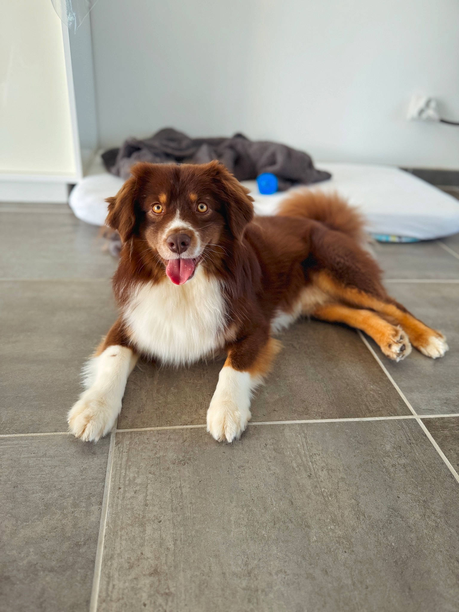 Weasley participe au concours pour gagner de l'argent avec cette photo : canidae, carnivore, companion_dog, dog, dog_breed, door, fawn, flooring, fur, gun_dog, hardwood, herding_dog, liver, paw, spaniel, sporting_group, tail, whiskers, working_dog