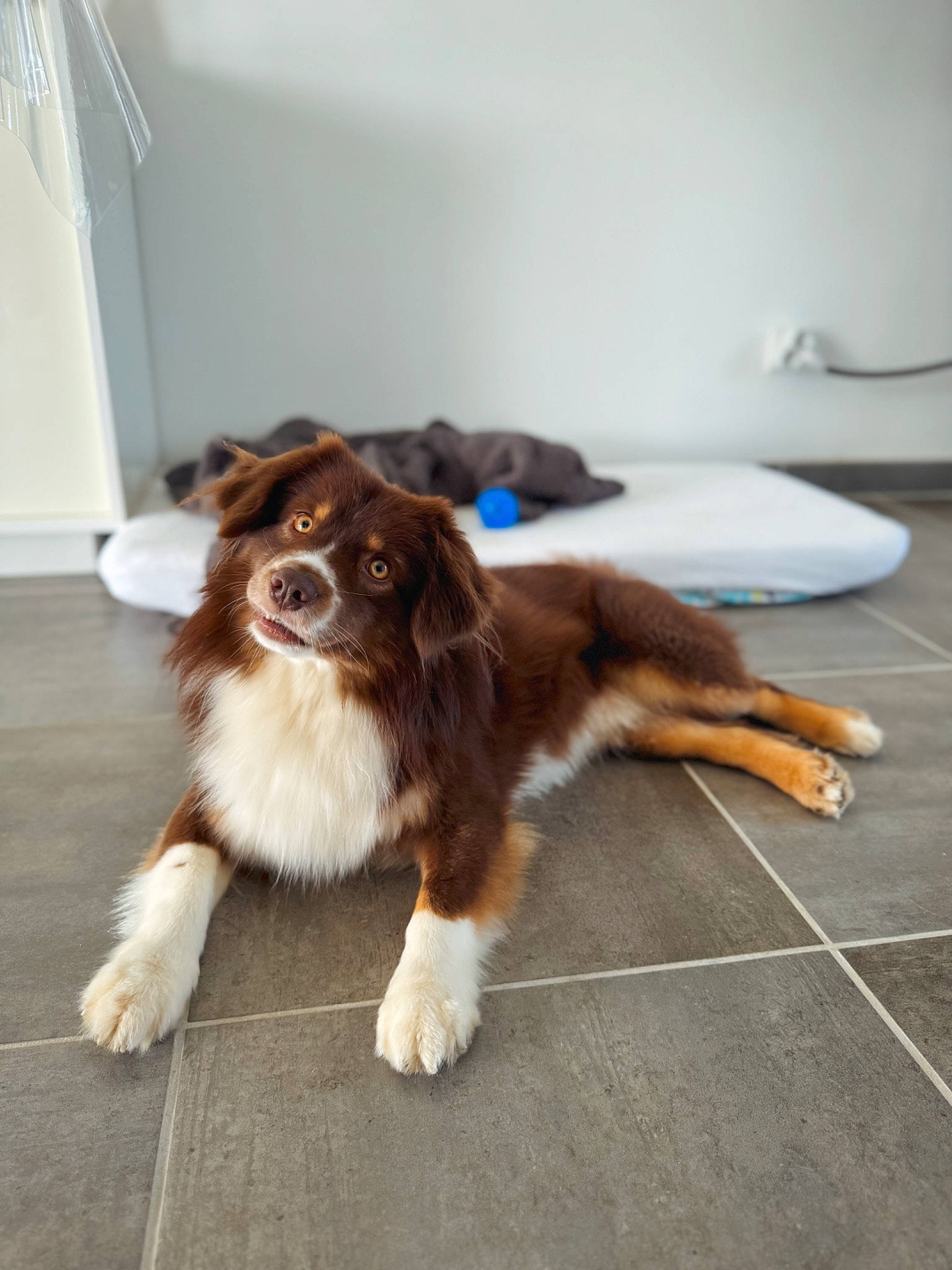 Weasley a rejoint le concours — aidez-le/la à gagner de superbes lots ! canidae, carnivore, companion_dog, dog, dog_breed, fawn, flooring, fur, gun_dog, hardwood, liver, snout, sporting_group, tail, terrestrial_animal, whiskers, wood, working_animal, working_dog