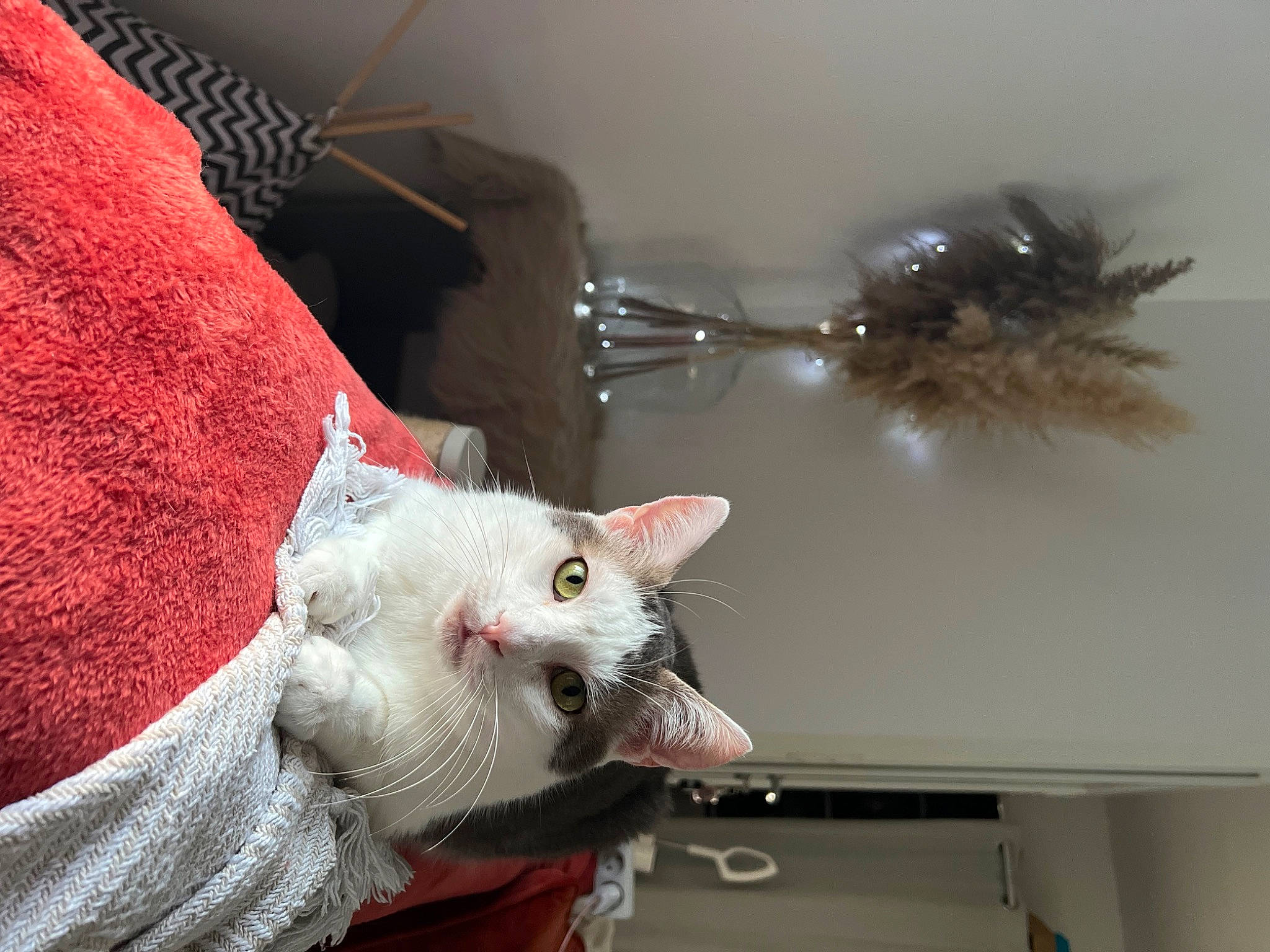 Minouche participe au concours pour gagner de l'argent avec cette photo : carmine, carnivore, cat, domestic_short_haired_cat, fashion_accessory, felidae, fur, holiday_ornament, ornament, paw, small_to_medium_sized_cats, tail, twig, whiskers