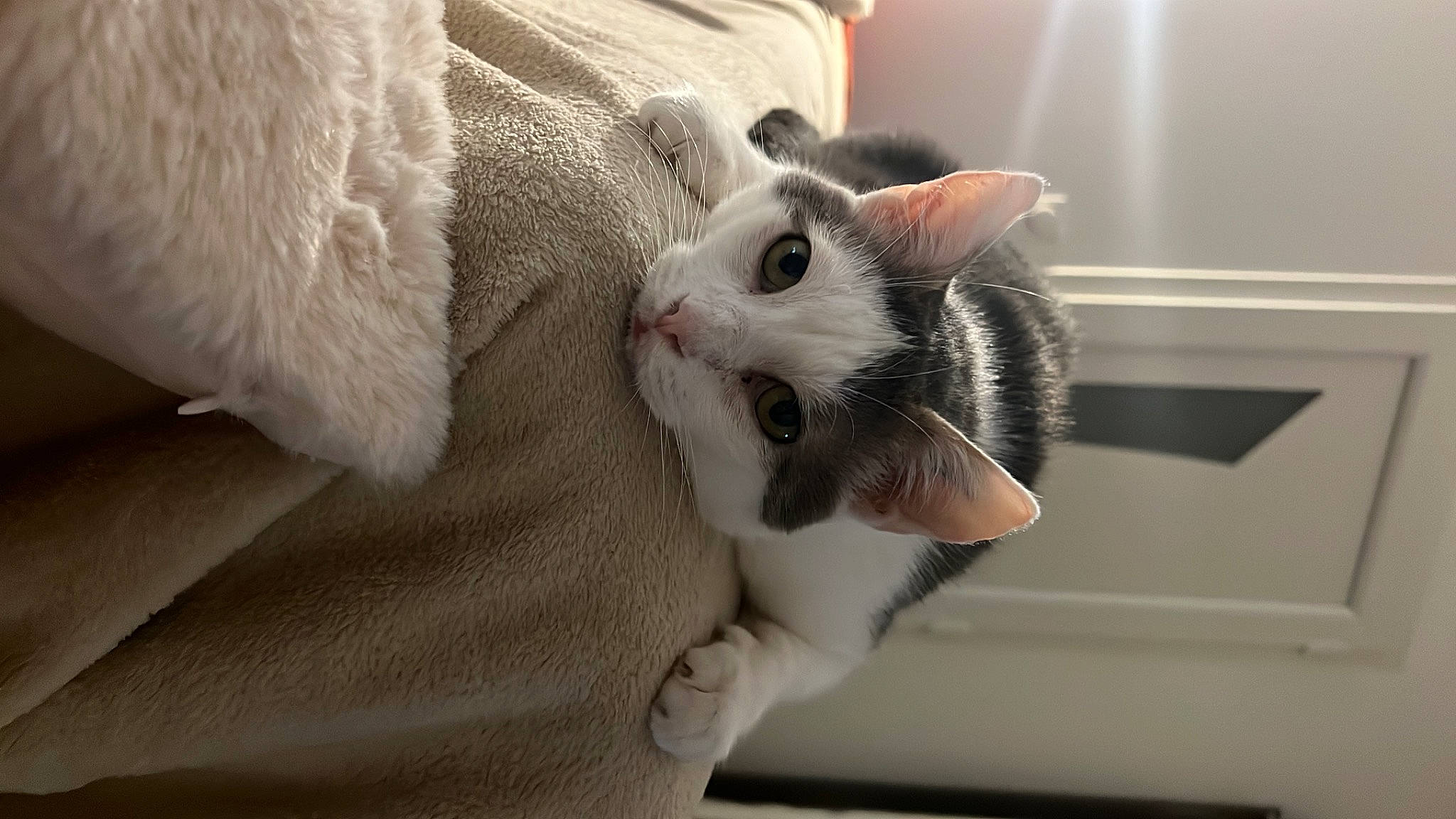 Minouche a rejoint le concours — aidez-le/la à gagner de superbes lots ! carnivore, cat, claw, comfort, domestic_short_haired_cat, ear, eye, eyelash, fang, fawn, felidae, fur, nail, paw, small_to_medium_sized_cats, snout, tail, whiskers