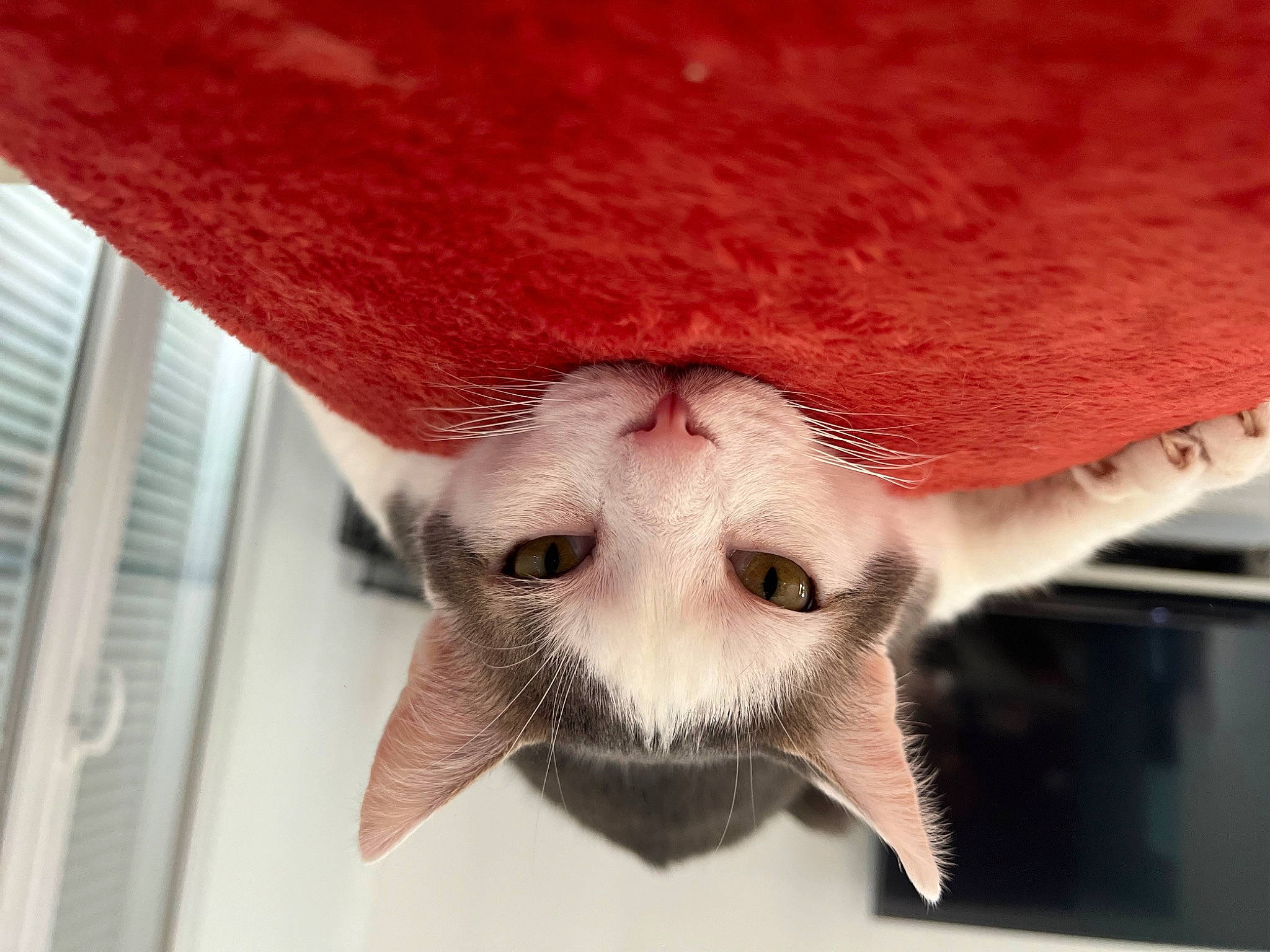 Minouche a rejoint le concours — aidez-le/la à gagner de superbes lots ! carmine, carnivore, cat, claw, domestic_short_haired_cat, eyelash, fang, fawn, felidae, foot, fur, human_body, leg, paw, plant, small_to_medium_sized_cats, snout, tail, terrestrial_animal, whiskers