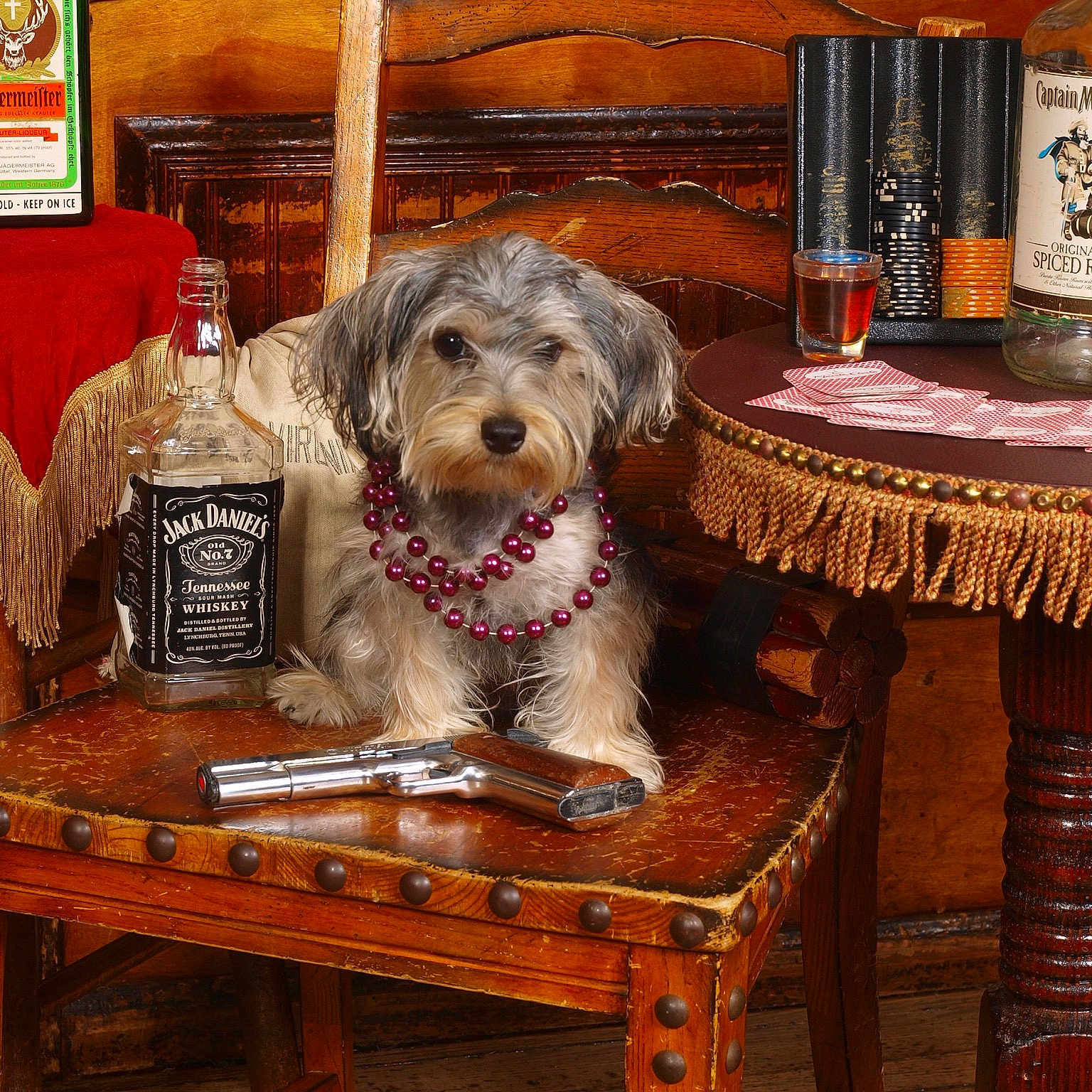 Bambi joined the competition — help win amazing prizes! canidae, carnivore, companion_dog, dog, dog_breed, furniture, irish_soft_coated_wheaten_terrier, mammal, morkie, schnoodle, small_terrier, sporting_group, sporting_lucas_terrier, table, terrier, tibetan_terrier, toy_dog