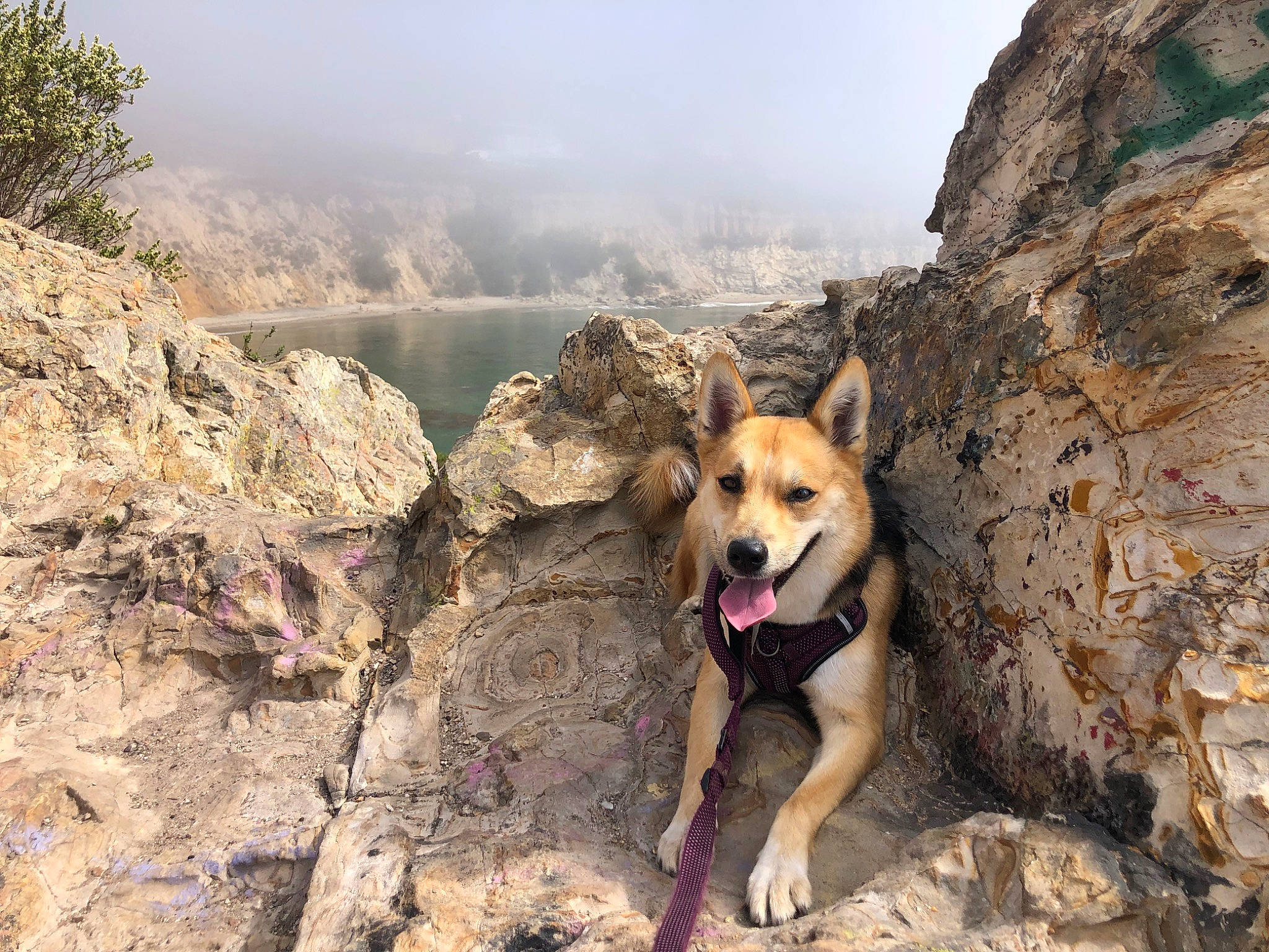 Maisie is registered to the contest to win money with this photo: adventure, bedrock, canidae, carnivore, dog, dog_breed, fawn, geological_phenomenon, landscape, mountain, mountainous_landforms, outcrop, recreation, rock, sky, sporting_group, trail, tree, walking, water