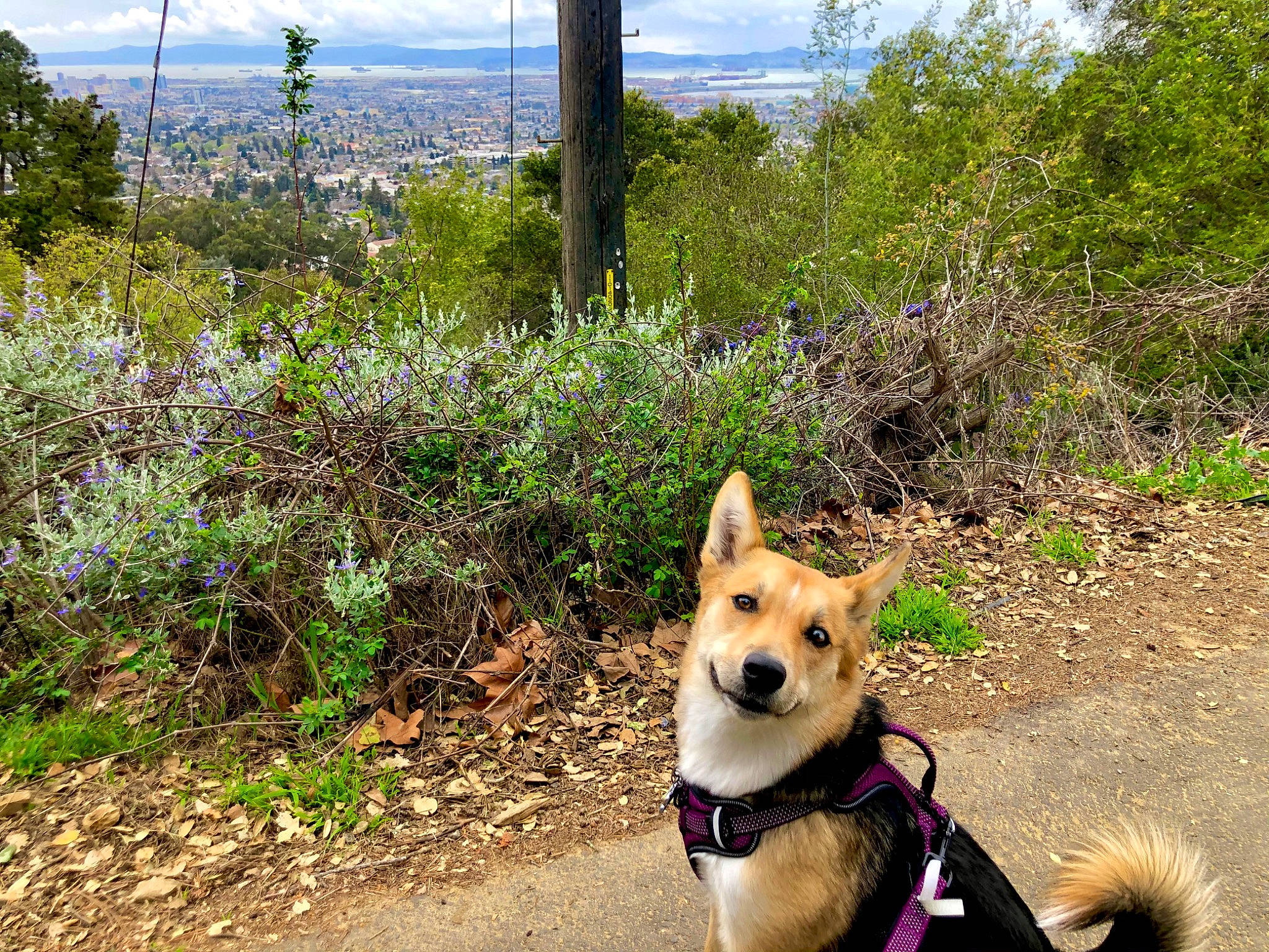 Maisie is registered to the contest to win money with this photo: carnivore, cloud, collar, companion_dog, dog, dog_breed, dog_collar, dog_supply, fawn, flower, grass, leash, pet_supply, plant, sky, snout, sporting_group, tail, wilderness, working_animal