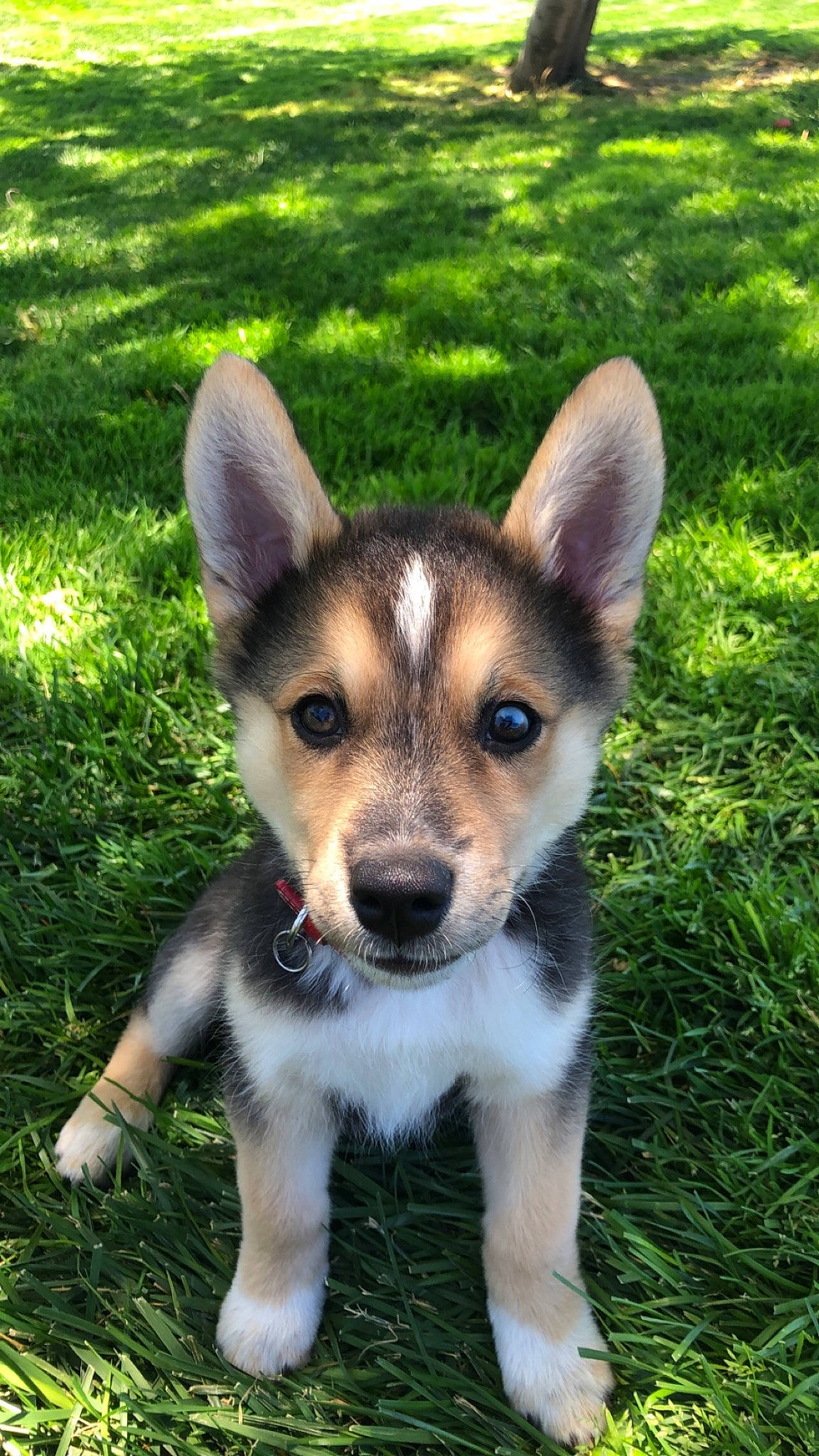 Maisie is registered to the contest to win money with this photo: art, carnivore, companion_dog, dog, dog_breed, eye, fawn, fur, grass, groundcover, head, plant, snout, terrestrial_animal, whiskers, working_animal