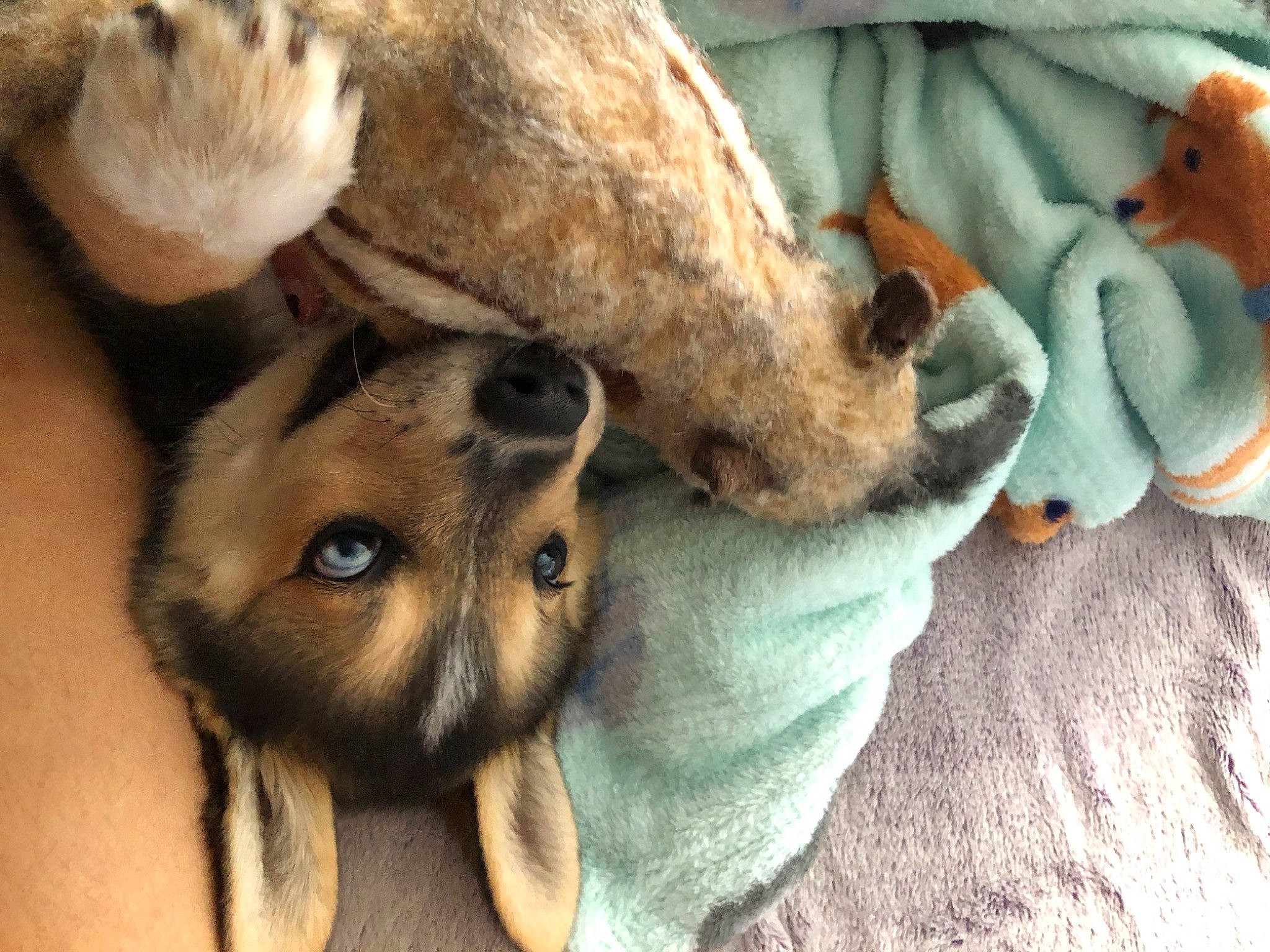 Maisie joined the competition — help win amazing prizes! claw, companion_dog, dog_breed, fawn, felidae, fur, macaque, paw, small_to_medium_sized_cats, snout, stuffed_toy, tail, terrestrial_animal, toy, whiskers, wildlife