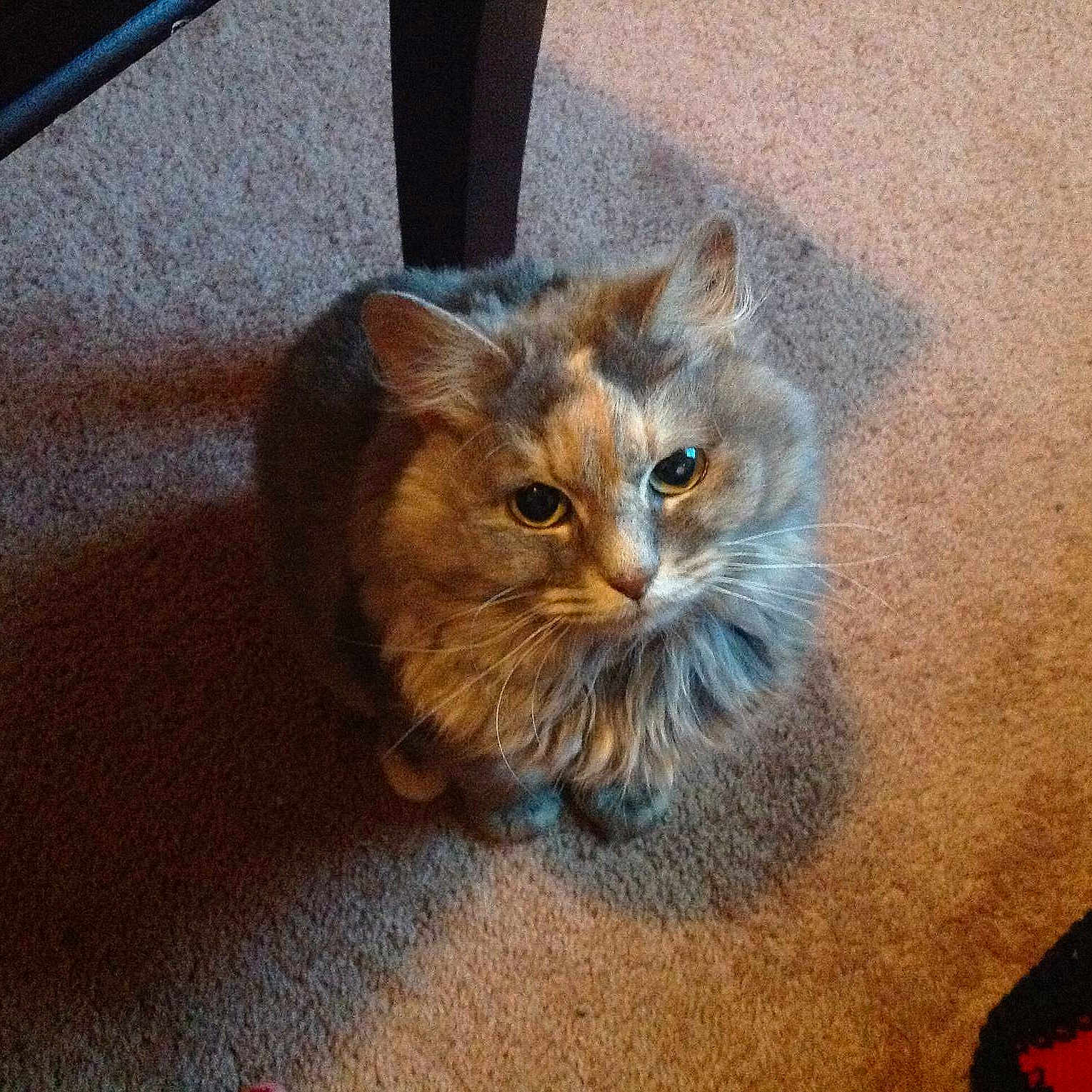 Bobbi
