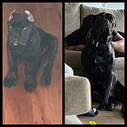 Thanos joined the competition — help win amazing prizes! animal, black_dog, blurred, canine, collar, companion, couch, dog, floor, furniture, human, indoor, living_room, person, pet, portrait, puppy, side_by_side, sitting, wooden_floor