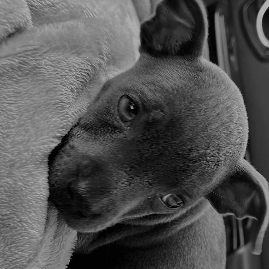 Thor a rejoint le concours — aidez-le/la à gagner de superbes lots ! animal, blanket, bodypart, bulldog, canine, dog, face, finger, hand, head, hound, labradorretriever, laundry, person, pet, pitbull, pointer, puppy, terrier, towel