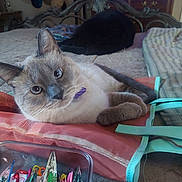 Sunset is registered to the contest to win money with this photo: cat, siamese_cat, black_cat, bed, bag, colorful, indoor, curious, relaxed, feline, pet, domestic, household, fabric, resting, closeup, blue_eyes, background, cozy, sleeping