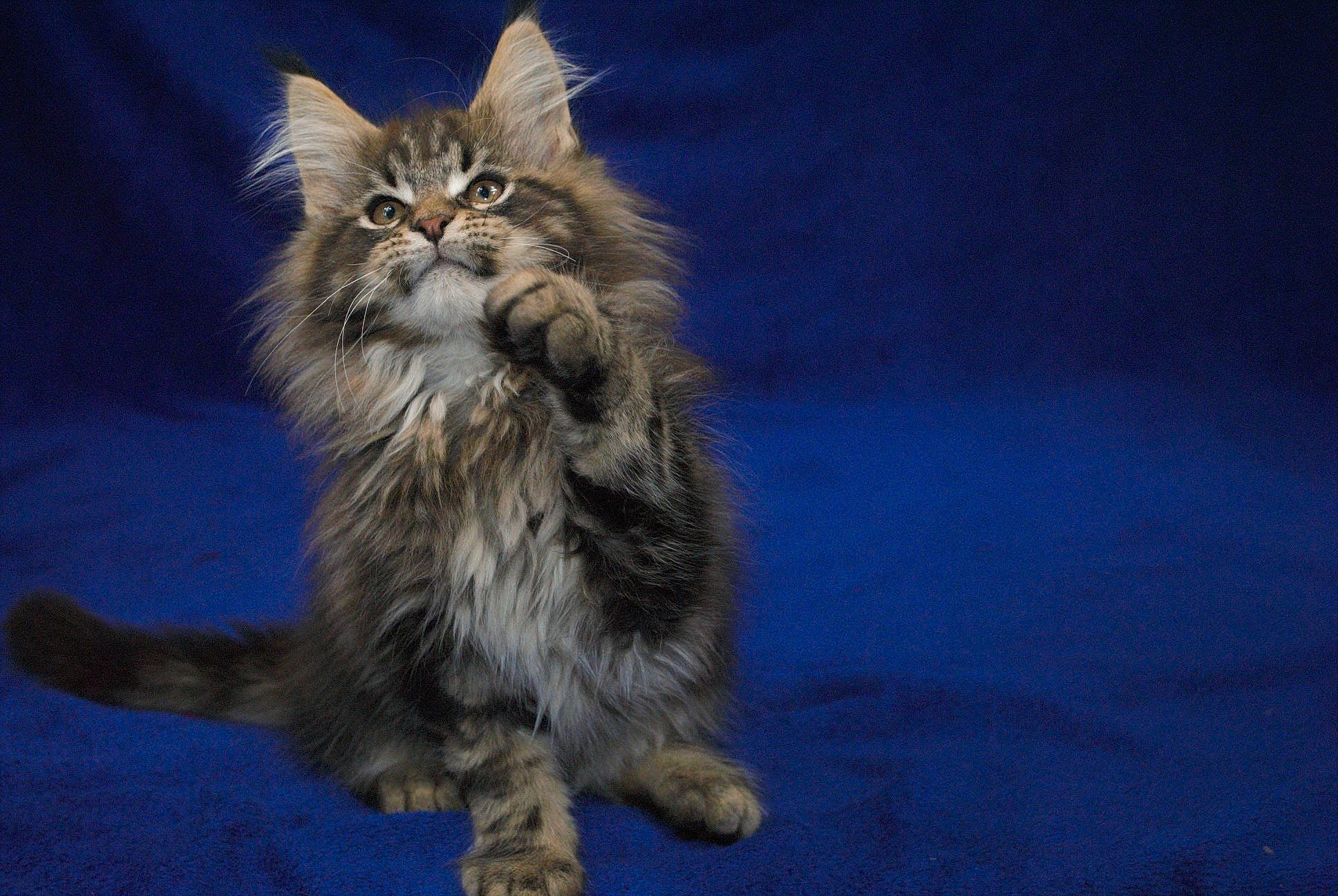 Poker participe au concours pour gagner de l'argent avec cette photo : asian, asian_semi_longhair, british_semi_longhair, carnivore, cat, domestic_long_haired_cat, felidae, fur, kitten, maine_coon, mammal, norwegian_forest_cat, pixie_bob, ragamuffin, siberian, small_to_medium_sized_cats, tabby_cat, vertebrate, whiskers, wild_cat