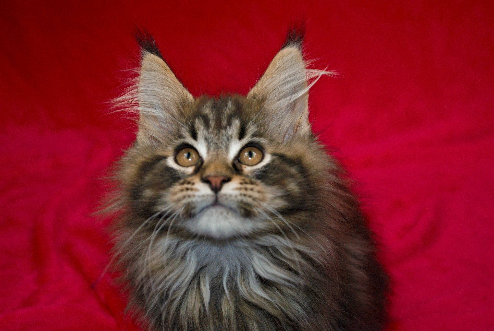 Poker participe au concours pour gagner de l'argent avec cette photo : american_curl, asian, asian_semi_longhair, british_semi_longhair, carnivore, cat, domestic_long_haired_cat, felidae, fur, kitten, maine_coon, mammal, napoleon_cat, norwegian_forest_cat, persian, ragamuffin, siberian, small_to_medium_sized_cats, vertebrate, whiskers