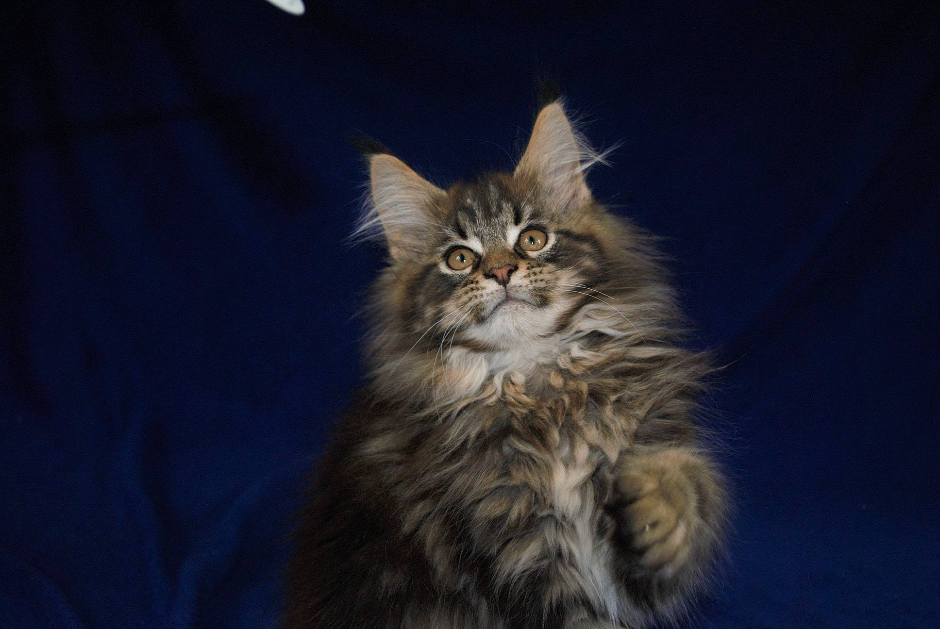 Poker participe au concours pour gagner de l'argent avec cette photo : asian, asian_semi_longhair, british_semi_longhair, carnivore, cat, domestic_long_haired_cat, felidae, fur, kitten, maine_coon, mammal, norwegian_forest_cat, pixie_bob, ragamuffin, siberian, small_to_medium_sized_cats, tabby_cat, vertebrate, whiskers, wild_cat