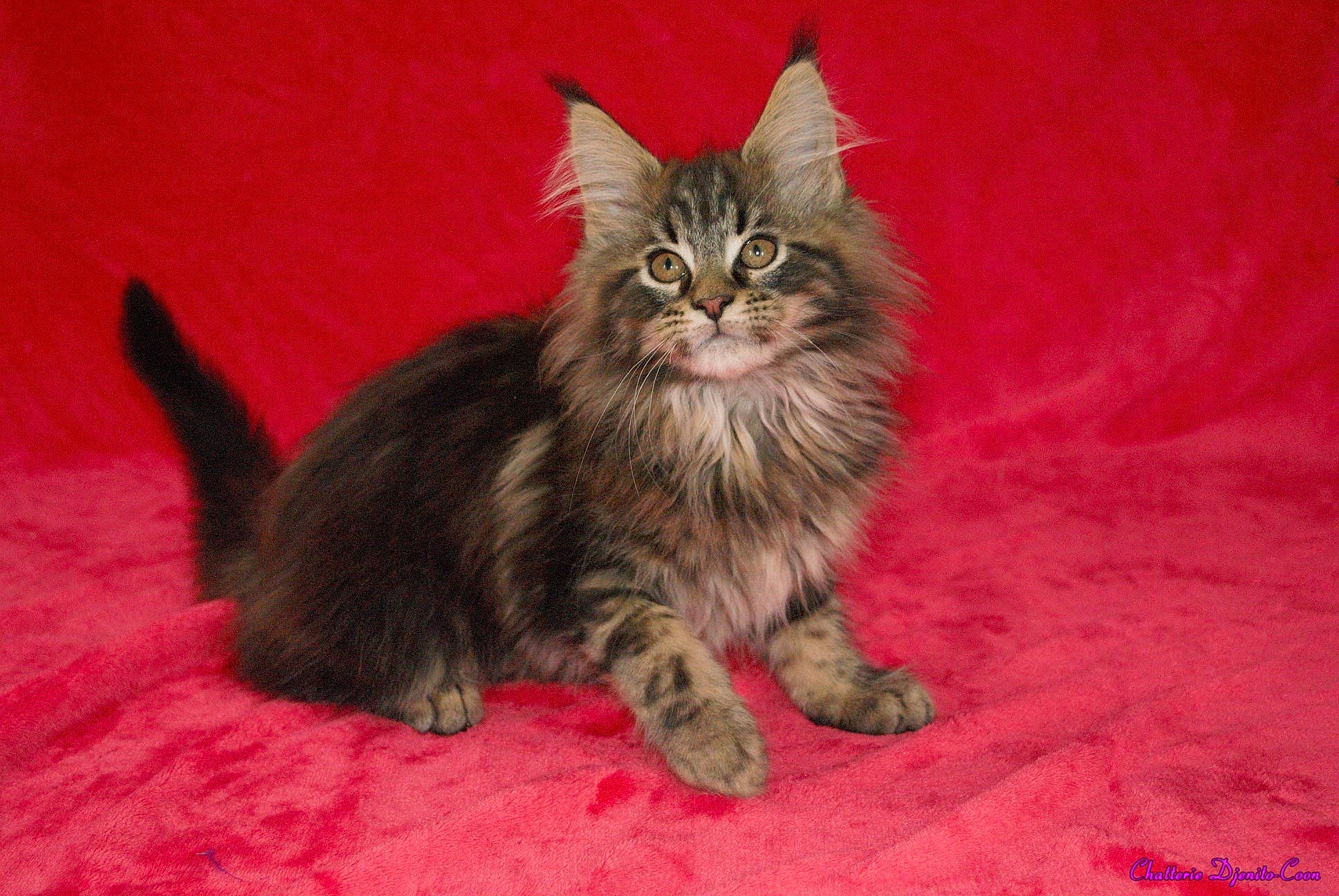 Poker participe au concours pour gagner de l'argent avec cette photo : american_bobtail, asian, asian_semi_longhair, british_semi_longhair, carnivore, cat, cymric, domestic_long_haired_cat, felidae, kitten, kurilian_bobtail, maine_coon, mammal, norwegian_forest_cat, pixie_bob, siberian, small_to_medium_sized_cats, tabby_cat, vertebrate, whiskers