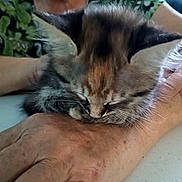 Faith joined the competition — help win amazing prizes! kitten, cat, sleeping, hand, person, furry, closeup, resting, paw, skin, indoor, table, cute, animal, pet, young, calm, soft, patterned_shirt, relaxation