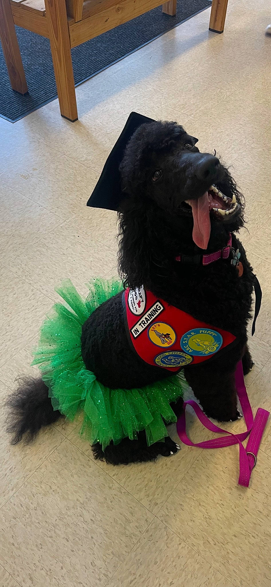 Dottie is registered to the contest to win money with this photo: carnivore, collar, companion_dog, costume, costume_accessory, costume_hat, dog, dog_breed, dog_clothes, dog_supply, event, fashion_accessory, feather, fur, hat, natural_material, sporting_group, tail, water_dog, working_animal