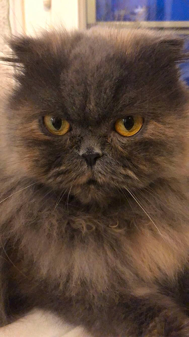 Nina participe au concours pour gagner de l'argent avec cette photo : annual_plant, carnivore, cat, close_up, eye, fawn, felidae, fur, hair, head, iris, plant, small_to_medium_sized_cats, snout, terrestrial_animal, whiskers