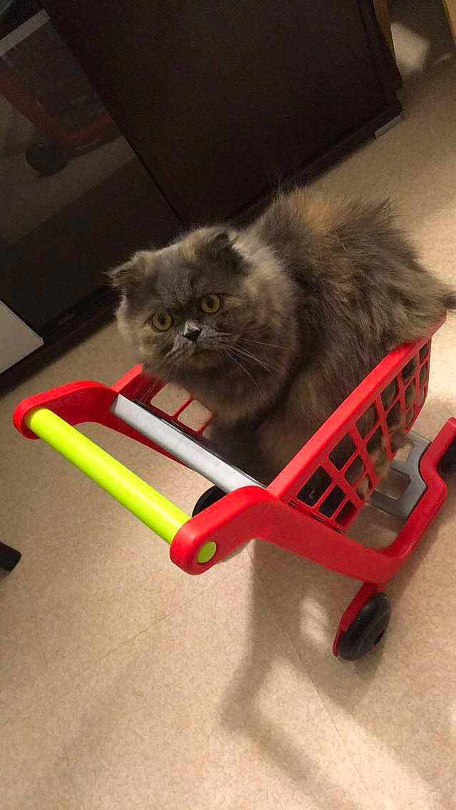 Nina a rejoint le concours — aidez-le/la à gagner de superbes lots ! carnivore, cart, cat, cat_supply, cat_toy, domestic_short_haired_cat, felidae, flooring, fur, paw, sitting, small_to_medium_sized_cats, snout, tail, whiskers