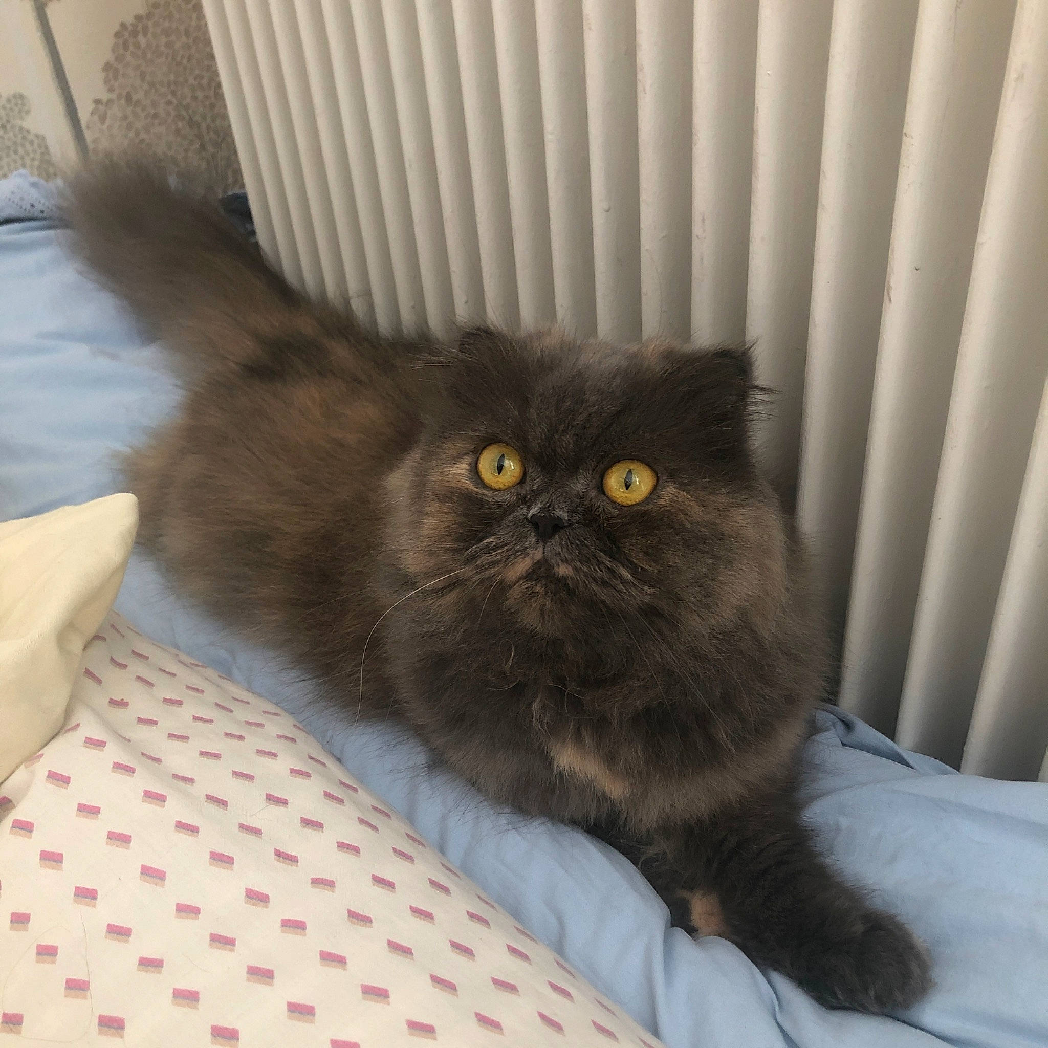 Nina participe au concours pour gagner de l'argent avec cette photo : black_cat, box, carnivore, cat, claw, comfort, domestic_short_haired_cat, fawn, felidae, fur, grey, hardwood, sitting, small_to_medium_sized_cats, snout, tail, terrestrial_animal, whiskers