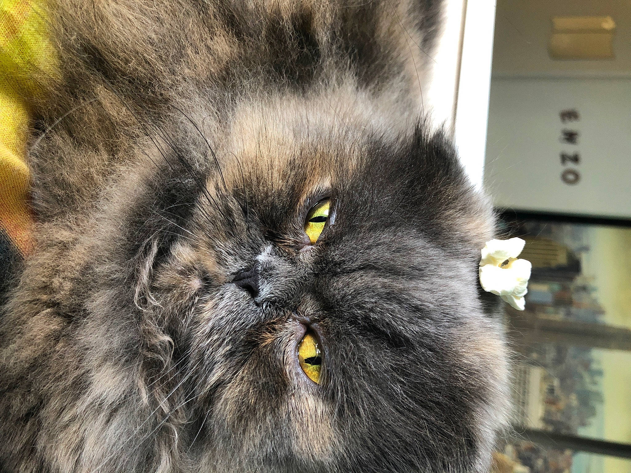 Nina a rejoint le concours — aidez-le/la à gagner de superbes lots ! black_cat, carnivore, cat, domestic_short_haired_cat, event, felidae, fur, small_to_medium_sized_cats, snout, terrestrial_animal, whiskers