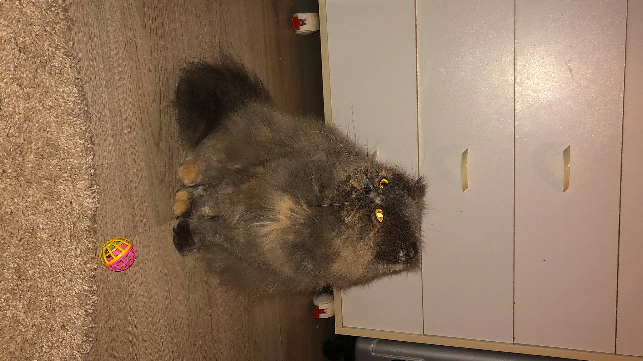 Nina a rejoint le concours — aidez-le/la à gagner de superbes lots ! carnivore, cat, dog_breed, door_mat, fawn, felidae, flooring, fur, hardwood, small_to_medium_sized_cats, snout, tail, terrestrial_animal, whiskers, wood