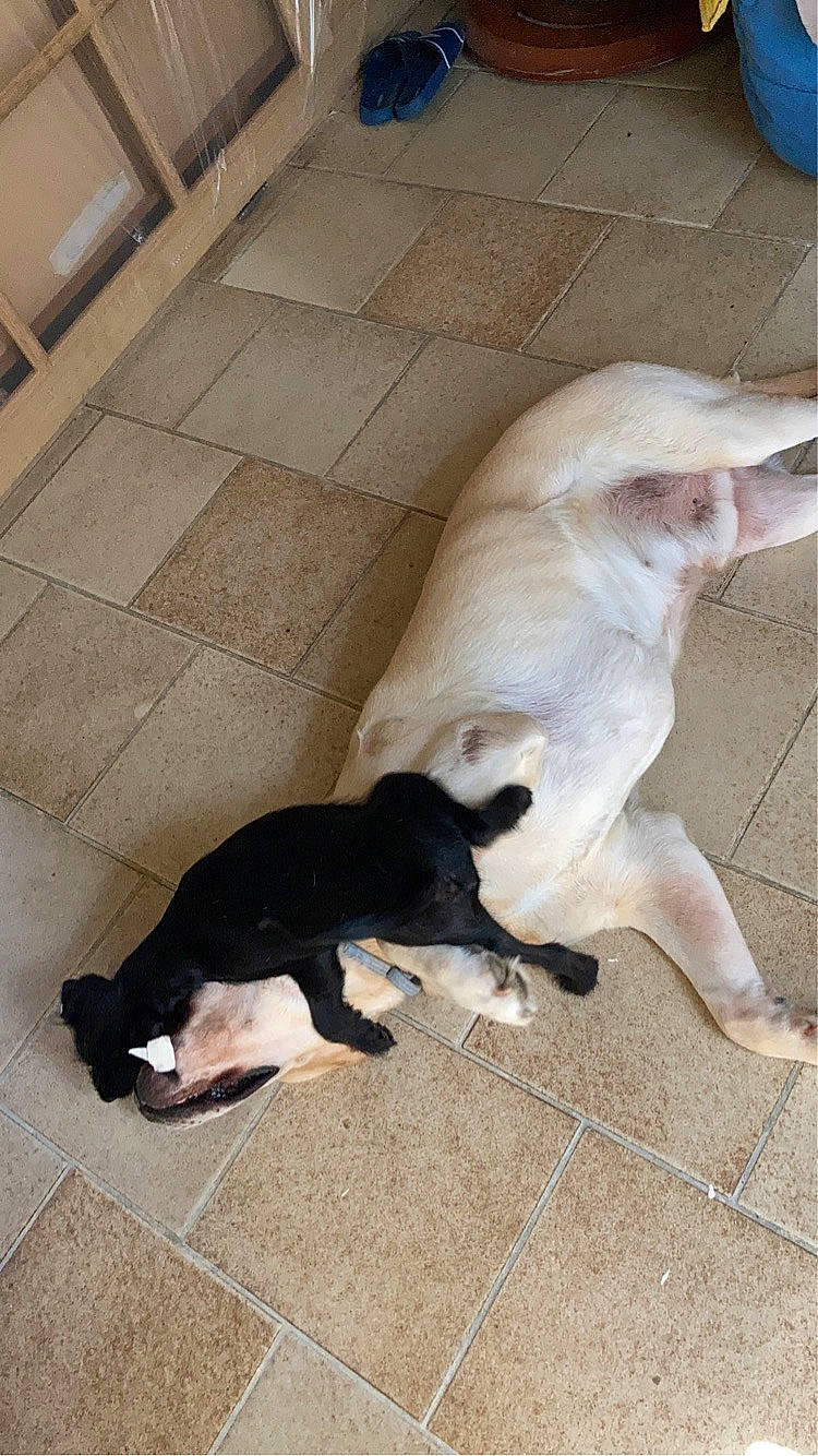 Yumi participe au concours pour gagner de l'argent avec cette photo : canidae, carnivore, comfort, companion_dog, dog, dog_breed, fawn, felidae, floor, flooring, fur, hardwood, paw, shadow, snout, sporting_group, tail, terrestrial_animal, wood, working_animal