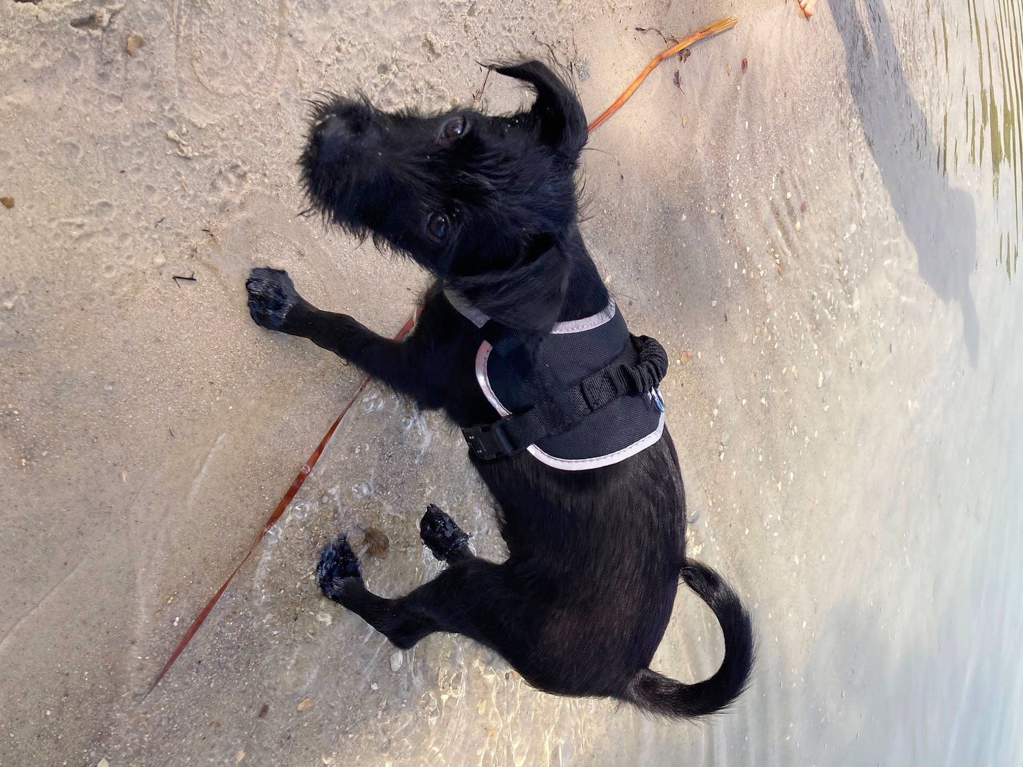 Yumi participe au concours pour gagner de l'argent avec cette photo : art, canidae, carmine, carnivore, collar, companion_dog, dog, dog_breed, dog_collar, fashion_accessory, leash, paw, pet_supply, sand, shadow, snout, sporting_group, tail, toy, working_animal
