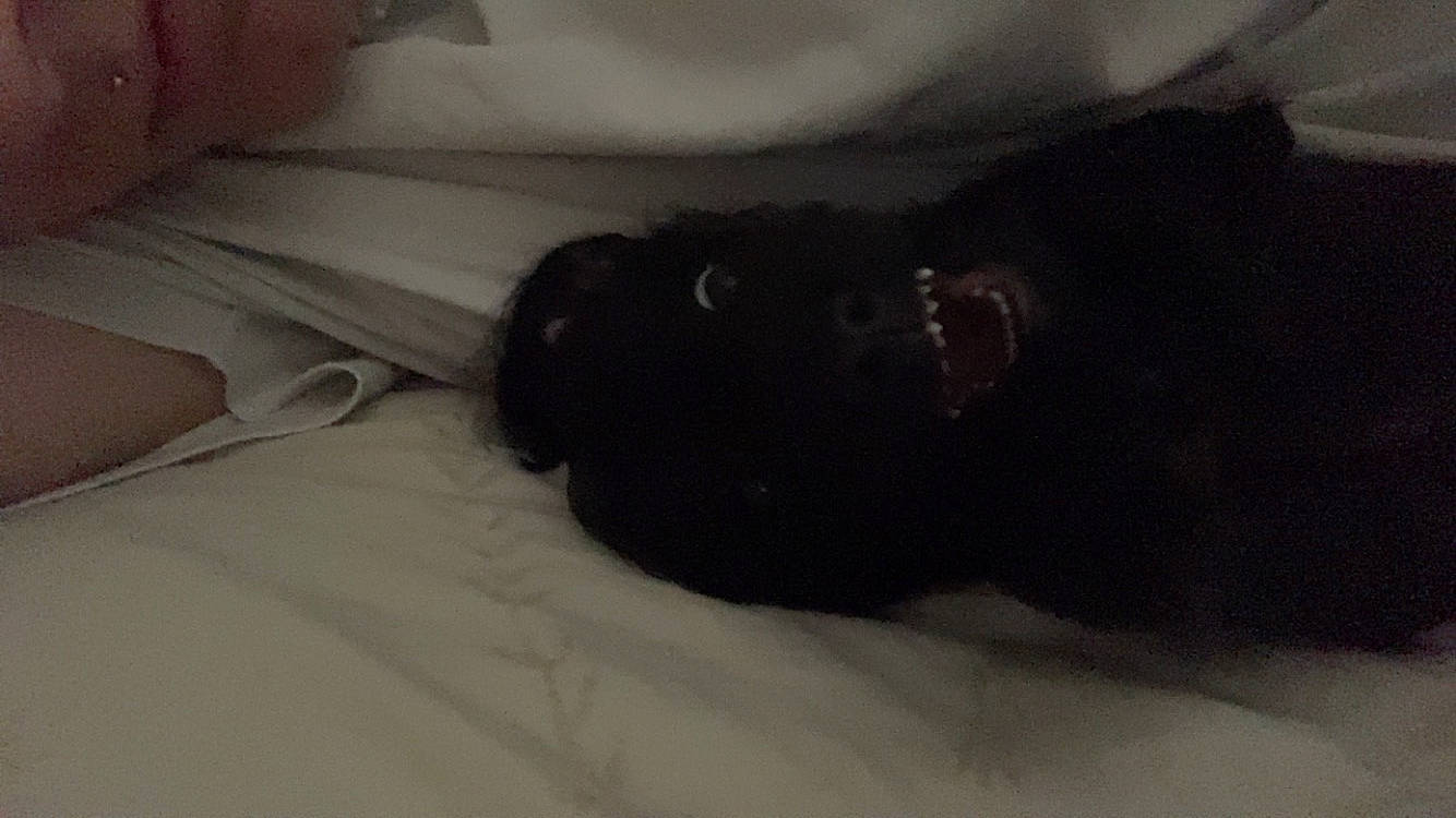 Yumi a rejoint le concours — aidez-le/la à gagner de superbes lots ! bed, bedding, black_cat, canidae, carnivore, comfort, companion_dog, dog, dog_breed, domestic_short_haired_cat, felidae, fur, grey, linens, liver, small_to_medium_sized_cats, snout, sporting_group, tail, whiskers