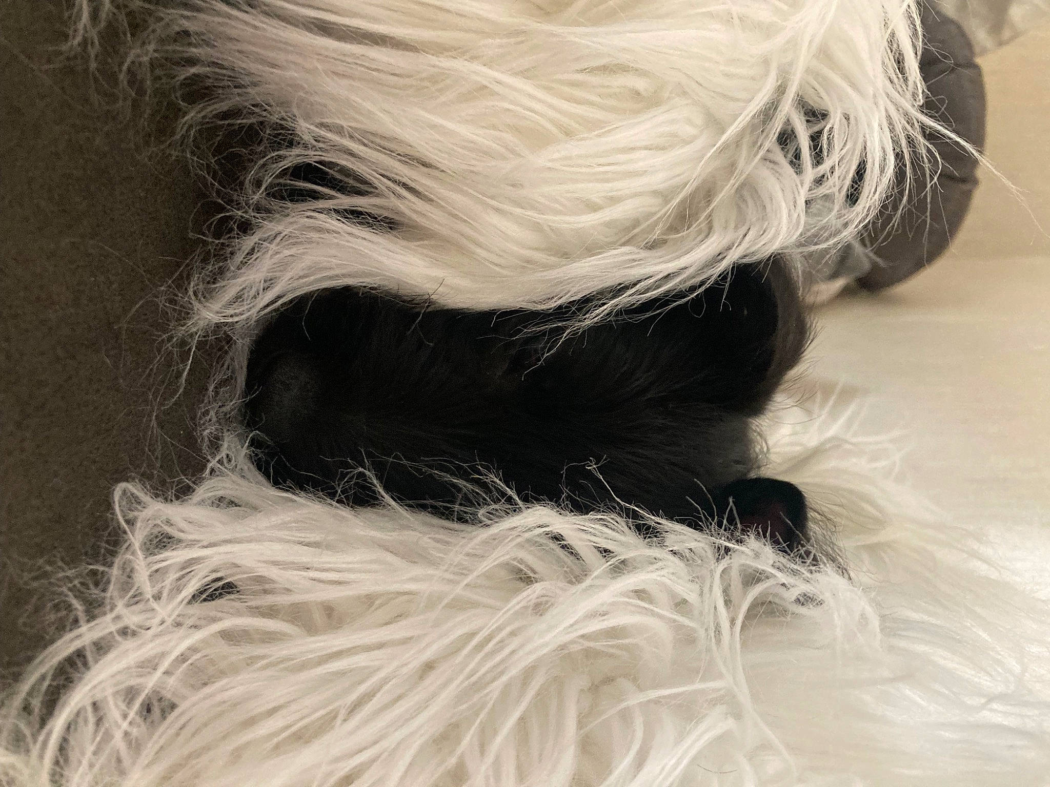 Yumi a rejoint le concours — aidez-le/la à gagner de superbes lots ! beard, blond, carnivore, companion_dog, dog, dog_breed, eye, eyelash, fashion_accessory, feather, fur, liver, monochrome, monochrome_photography, snout, sporting_group, tail, terrier, toy_dog, whiskers