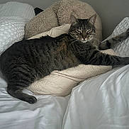 Goober is registered to the contest to win money with this photo: cat, tabby_cat, pet, bed, pillow, blanket, indoor, feline, sleepy, stretching, cozy, fur, whiskers, domestic_animal, resting, striped, cute, comfortable, animal, relaxation