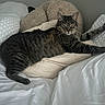 cat, tabby_cat, pet, bed, pillow, blanket, indoor, feline, sleepy, stretching, cozy, fur, whiskers, domestic_animal, resting, striped, cute, comfortable, animal, relaxation